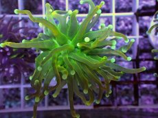 画像2: No.3 ホーリーグレイル　 (2)