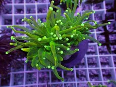 画像1: No.4 ホーリーグレイル　 (1)