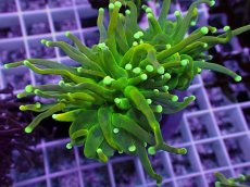 画像2: No.4 ホーリーグレイル　 (2)