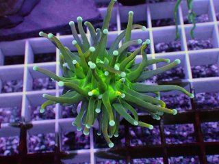 No.22 Holy grail Torch ホーリーグレイル Bananaを買うならアクア