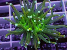 画像2: No.5 ホーリーグレイル　 (2)