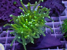 画像1: No.6 ホーリーグレイル　 (1)