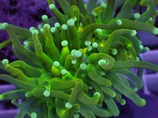 画像2: No.6 ホーリーグレイル　 (2)