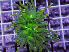 画像1: No.7 ホーリーグレイル　 (1)