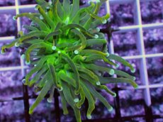 画像2: No.7 ホーリーグレイル　 (2)