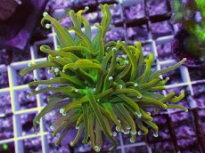 画像1: No.8 ホーリーグレイル　 (1)