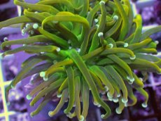 画像2: No.8 ホーリーグレイル　 (2)