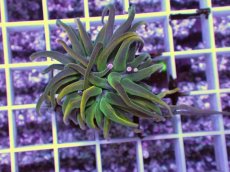 画像1: No.9 Holy grail Torch ホーリーグレイル HGトーチB (1)