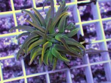 画像2: No.9 Holy grail Torch ホーリーグレイル HGトーチB (2)