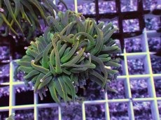 画像1: No.10 Holy grail Torch ホーリーグレイル HGトーチB (1)