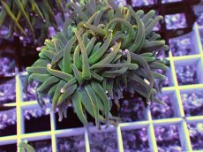 画像2: No.10 Holy grail Torch ホーリーグレイル HGトーチB (2)