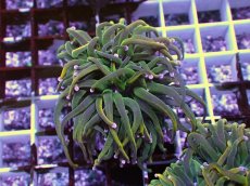 画像1: No.11 Holy grail Torch ホーリーグレイル HGトーチB (1)