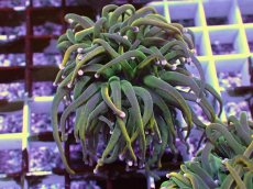 画像2: No.11 Holy grail Torch ホーリーグレイル HGトーチB (2)