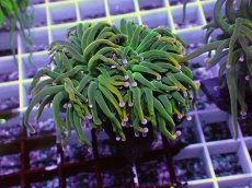 画像1: No.12 Holy grail Torch ホーリーグレイル HGトーチB (1)