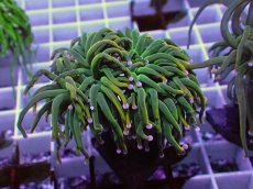 画像2: No.12 Holy grail Torch ホーリーグレイル HGトーチB (2)