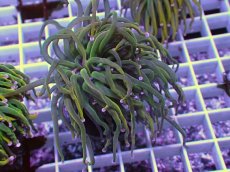 画像1: No.13 Holy grail Torch ホーリーグレイル HGトーチB (1)