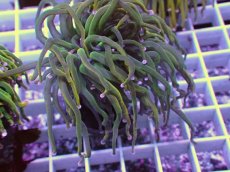 画像2: No.13 Holy grail Torch ホーリーグレイル HGトーチB (2)