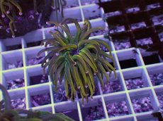 画像1: No.14 Holy grail Torch ホーリーグレイル HGトーチB (1)