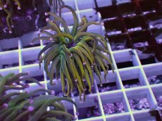 画像2: No.14 Holy grail Torch ホーリーグレイル HGトーチB (2)