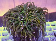 画像1: No.15 Holy grail Torch ホーリーグレイル HGトーチB (1)