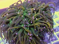 画像2: No.15 Holy grail Torch ホーリーグレイル HGトーチB (2)