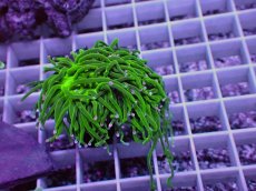 画像1: No.16 グリーントーチ (1)