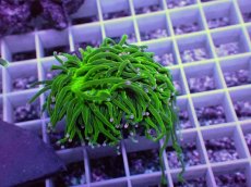 画像2: No.16 グリーントーチ (2)