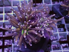 画像1: No.17 ゴールドトーチ　ジョーカー (1)