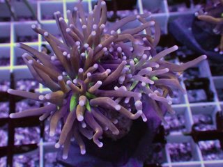 ゴールドトーチコラール　1ヘッド ゴールドトーチコラール 1ヘッド ゴールドトーチコラール 1ヘッド