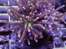 画像2: No.17 ゴールドトーチ　ジョーカー (2)