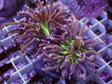 画像1: No.18 ゴールドトーチ　ジョーカー (1)