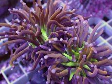 画像2: No.18 ゴールドトーチ　ジョーカー (2)