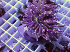 画像1: No.19 ゴールドトーチ　ジョーカー (1)