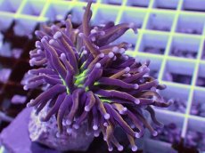 画像2: No.19 ゴールドトーチ　ジョーカー (2)