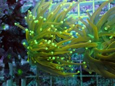 画像1: No.20 Holy grail Torch ホーリーグレイル Banana (1)