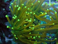 画像2: No.20 Holy grail Torch ホーリーグレイル Banana (2)