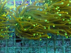 画像1: No.21 Holy grail Torch ホーリーグレイル Banana (1)