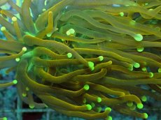 画像2: No.21 Holy grail Torch ホーリーグレイル Banana (2)