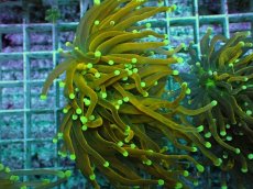 画像1: No.22 Holy grail Torch ホーリーグレイル Banana (1)