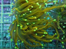 画像2: No.22 Holy grail Torch ホーリーグレイル Banana (2)