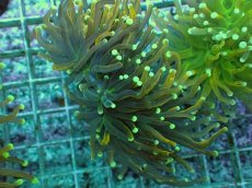 画像1: No.23 Holy grail Torch ホーリーグレイル (1)