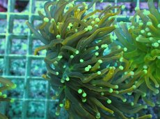 画像2: No.23 Holy grail Torch ホーリーグレイル (2)