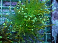 画像2: No.24 Holy grail Torch ホーリーグレイル (2)