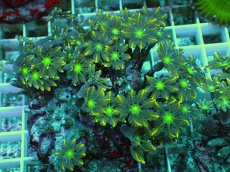 画像1: No.1 ツツウミヅタ イエローライン (1)