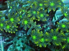 画像2: No.1 ツツウミヅタ イエローライン (2)