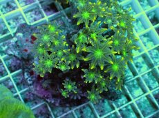 画像1: No.2 ツツウミヅタ イエローライン (1)