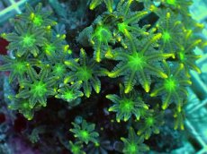 画像2: No.2 ツツウミヅタ イエローライン (2)