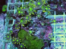 画像1: No.3 ツツウミヅタ イエローライン (1)