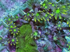 画像2: No.3 ツツウミヅタ イエローライン (2)