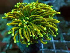 画像1: No.25 Holy grail Torch ホーリーグレイル Banana (1)